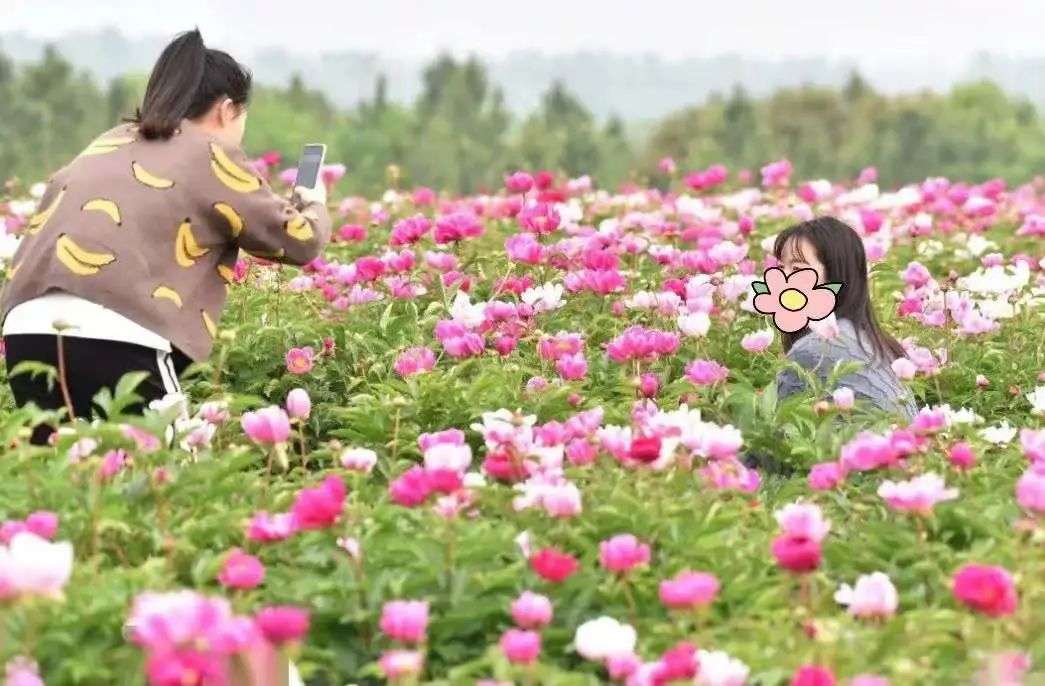 圖片
