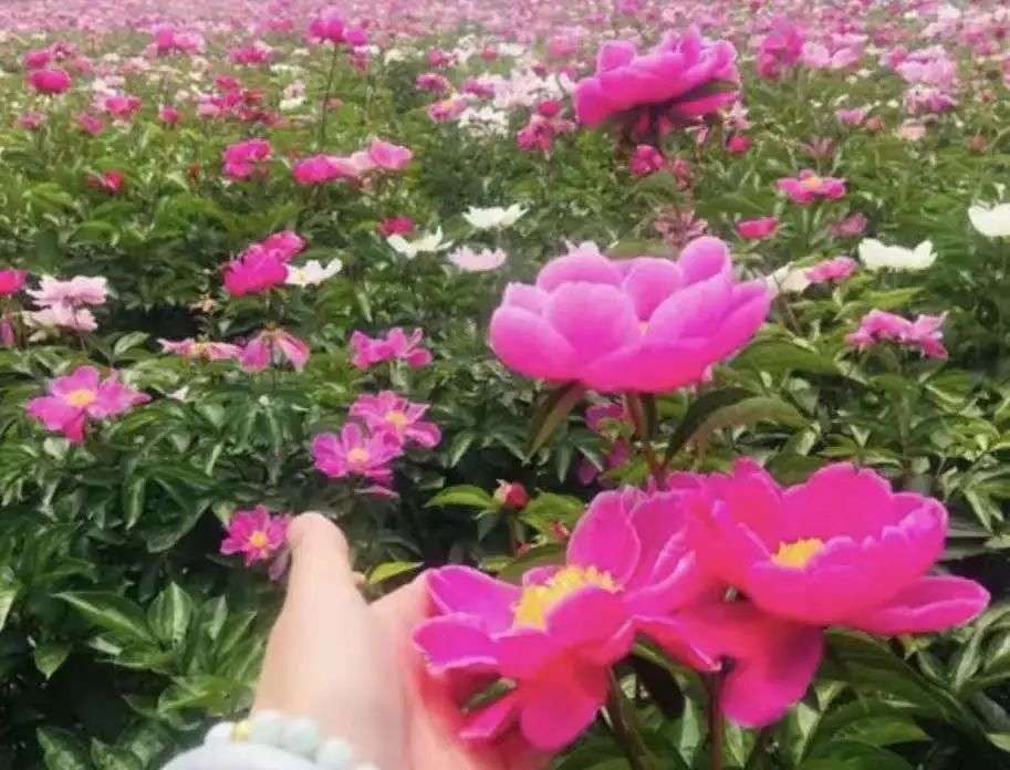 圖片