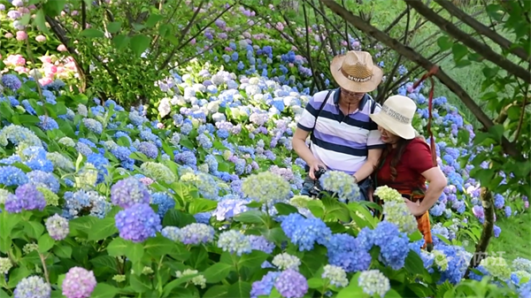 繡球花5.png