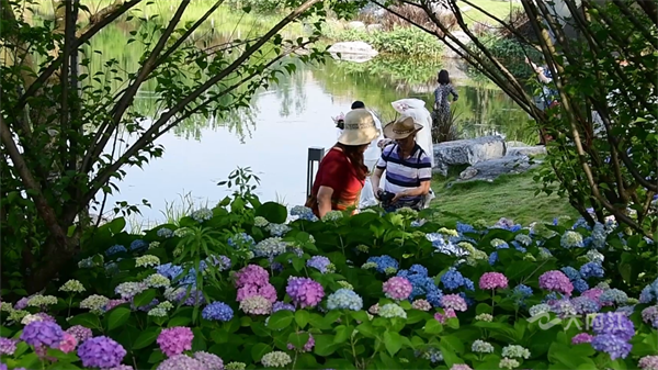 繡球花4.png